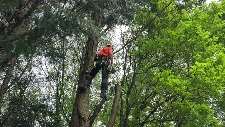  Wyoming, DE Tree Services Pros