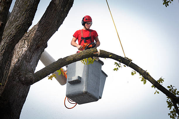 Best Storm Damage Tree Cleanup  in Wyoming, DE