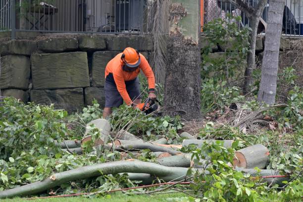 Professional  Tree Services in Wyoming, DE