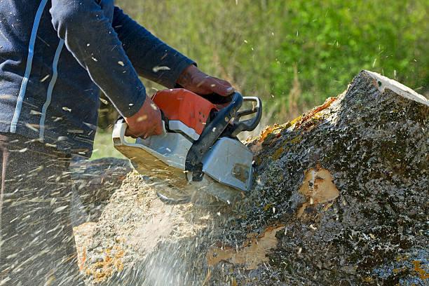 Best Emergency Tree Removal  in Wyoming, DE