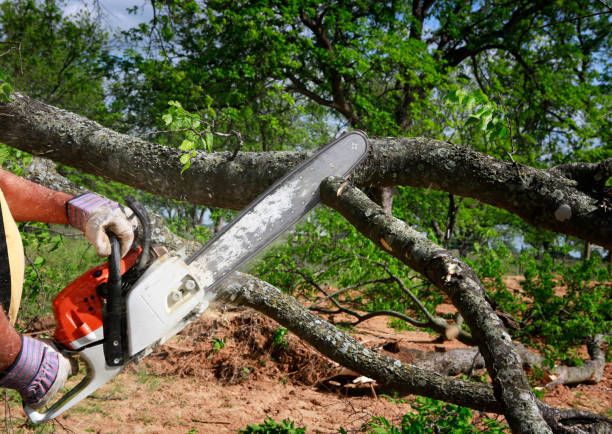 Best Fruit Tree Pruning  in Wyoming, DE