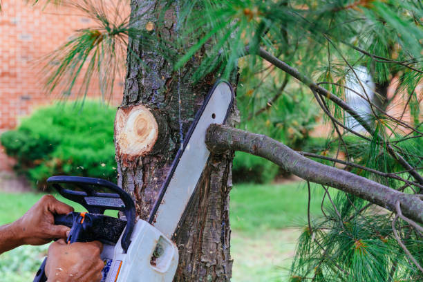 Why Choose Our Tree Removal Services in Wyoming, DE?